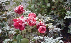 بارش پراکنده برف در آذربایجان‌شرقی