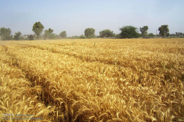 آخرین وضعیت خرید گندم و کلزا/۱۷هزارتن گندم از کشاورزان خریداری شد